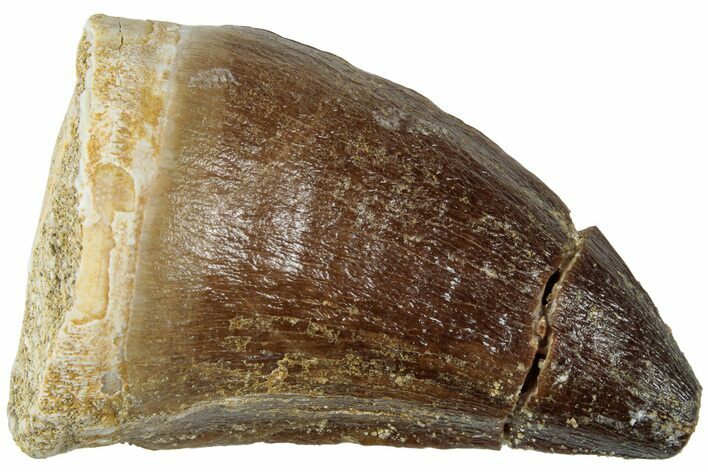 Fossil Mosasaur (Prognathodon) Tooth - Morocco #226697
